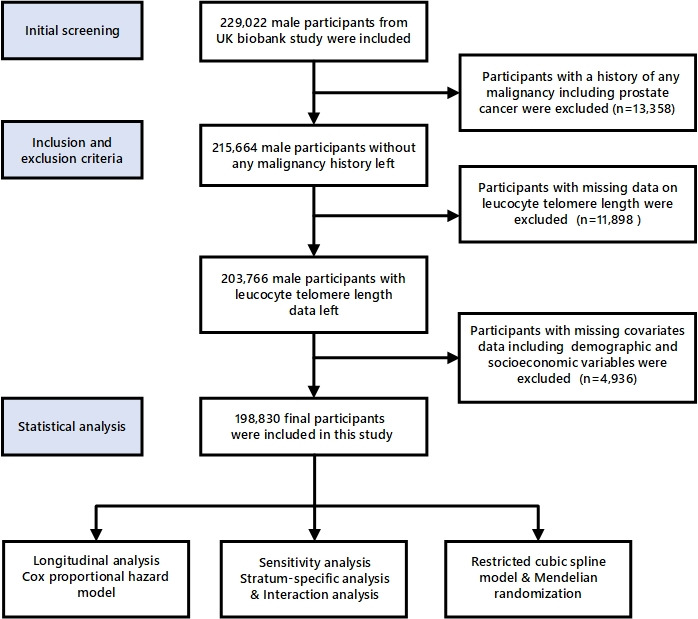 Phenotypic and genetically predicted leukocyte telomere length and prostate cancer risk: results from a large-scale longitudinal cohort study.