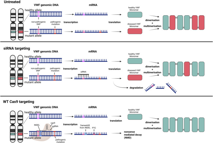 Rewriting the script: gene therapy and genome editing for von Willebrand Disease.