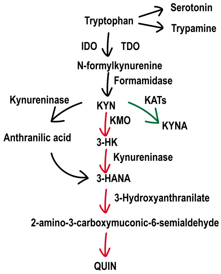 KMO Inhibition Improves Seizures and Depressive-like Behaviors Without Aggravating Cognitive Impairment in Epileptic Mice.