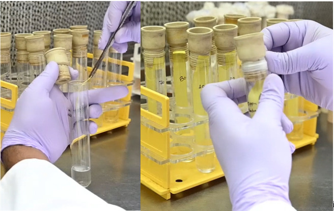 Protocol for Quantitative Estimation of Hydrogen Cyanide Production from Bacteria.