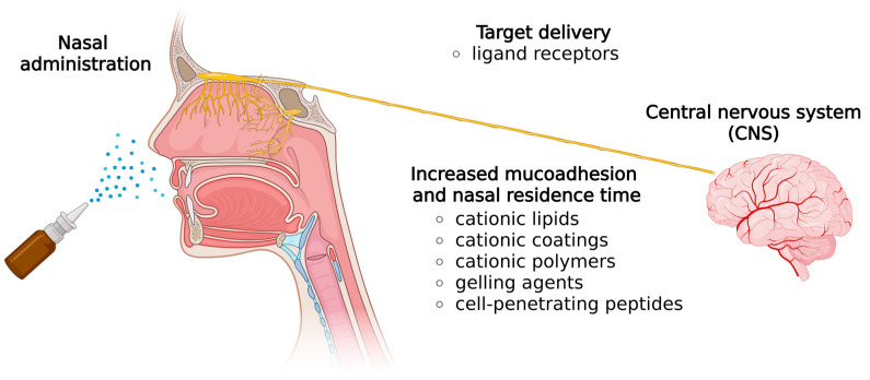 Recent Advances in Nose-to-Brain Gene Delivery for Central Nervous System Disorders.