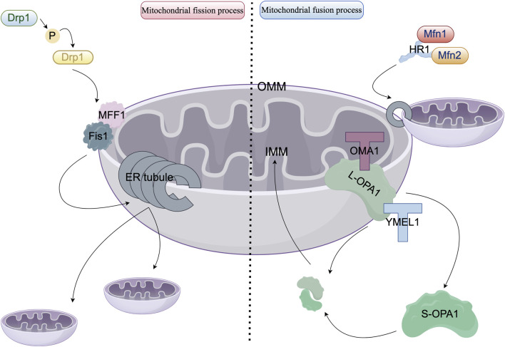 Regulation of mitochondrial dynamics in cardiomyocytes: implications for cardiac health and disease.