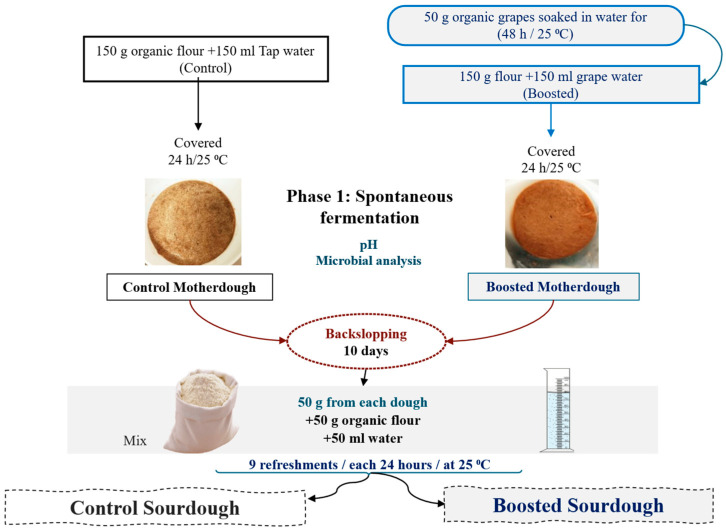 Development of Organic Sourdough Bread with Paste from Germinated Seeds.