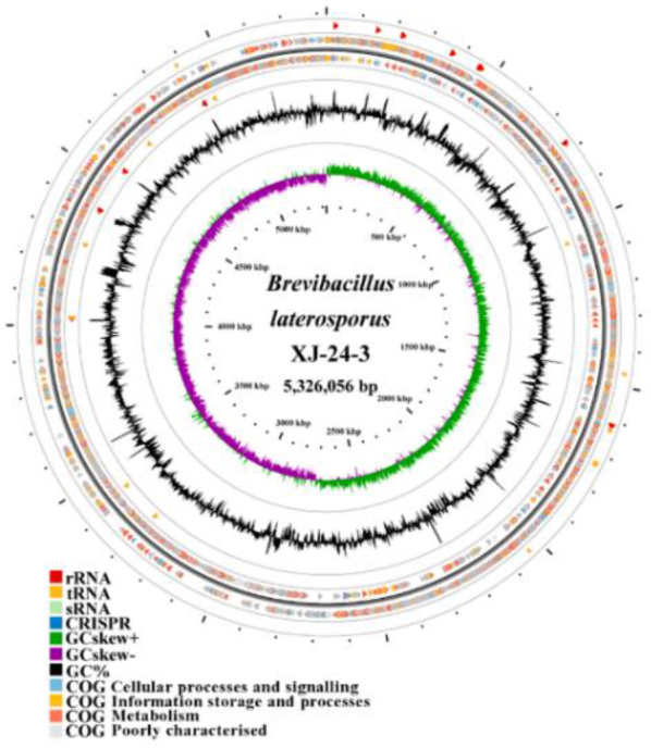 Antibacterial activity and genomic characterisation of a novel <i>Brevibacillus laterosporus</i> XJ-24-3 isolated from Xinjiang, China.