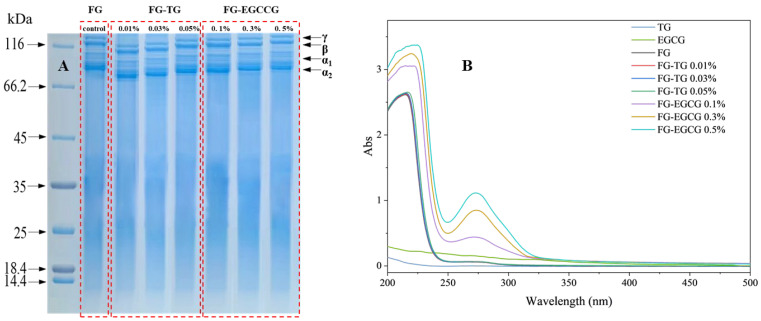 Effects of Transglutaminase and Epigallocatechin Gallate on the Structural and Physicochemical Properties of Fish Skin Gelatin from <i>Takifugu rubripes</i>.