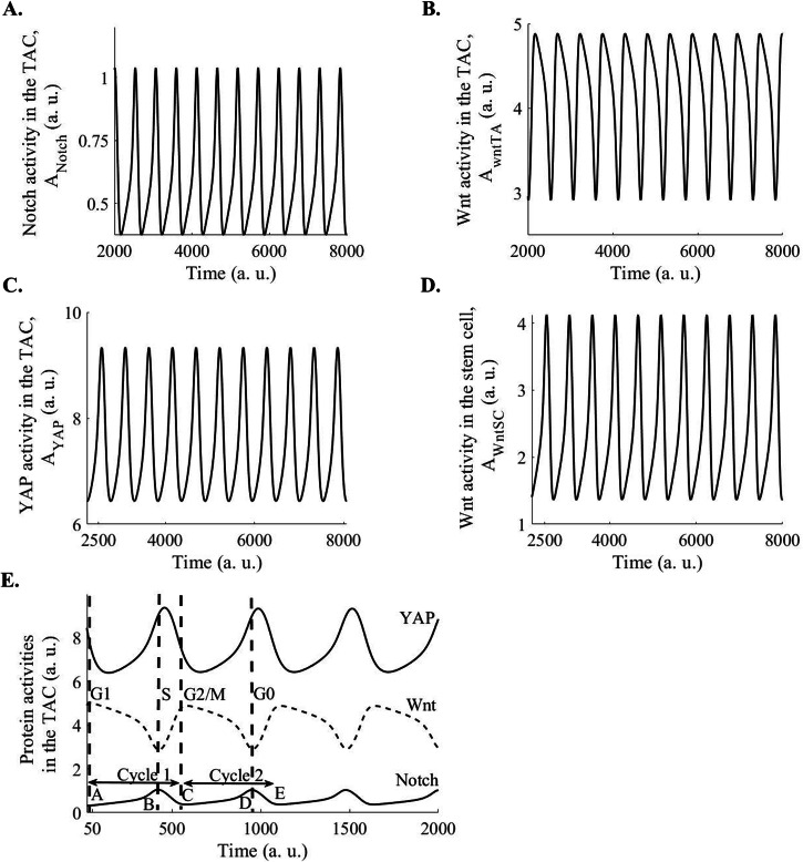 On the mechanisms of epidermal stemness and differentiation.