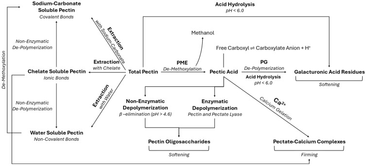 Microstructural and Enzymatic Contributions to Texture in High Pressure Processed Fruits and Vegetables.