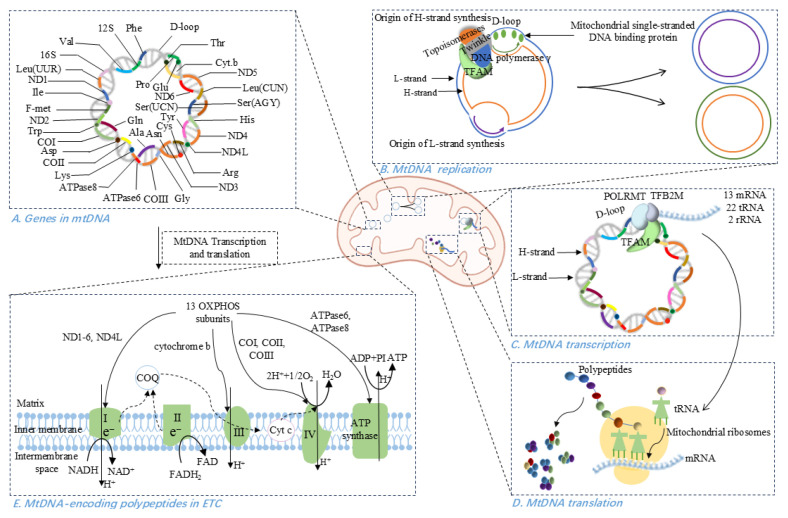 Mitochondrial DNA Dysfunction in Cardiovascular Diseases: A Novel Therapeutic Target.