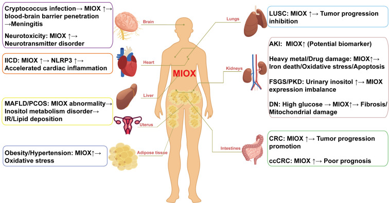 Myo-Inositol Oxygenase (MIOX): A Pivotal Regulator and Therapeutic Target in Multiple Diseases.