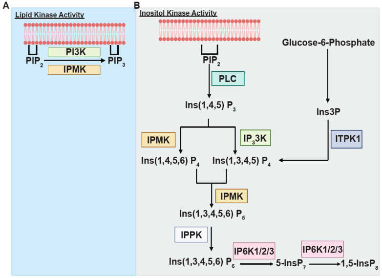 From Obscurity to Prominence: IPMK's Expanding Role in Cellular Signaling, Physiology, and Disease.
