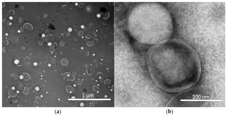 Depolymerization and Nanoliposomal Encapsulation of Grape Seed Condensed Tannins: Physicochemical Characterization, Stability, In Vitro Release and Bioaccessibility.