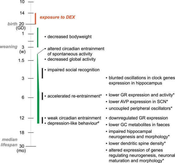 Translational implications of circadian activity alterations in an experimental model of late-onset depression induced by prenatal excess of glucocorticoids.