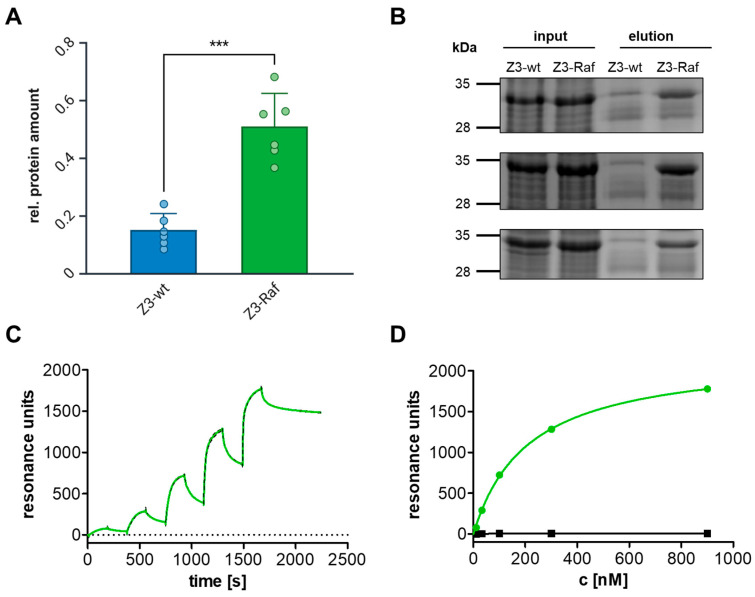 Injection of Affibodies by a Self-Organizing Bacterial Syringe to Interfere with Intracellular Signaling.