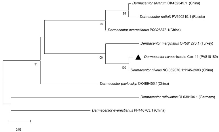 Molecular Study of <i>Theileria annulata</i> and <i>Anaplasma</i> spp. in Ixodid Ticks from Southern Regions of the Republic of Kazakhstan.