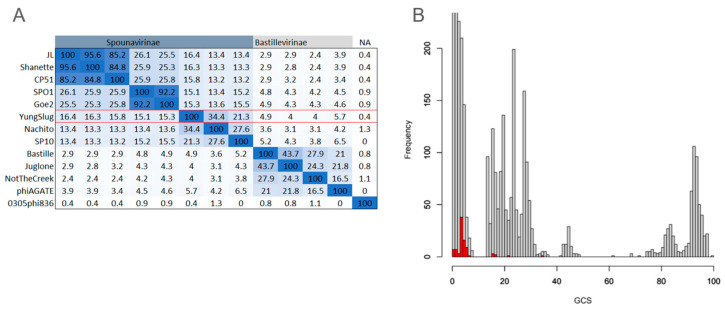 Probing Viral Dark Matter: Comparative Genomics of Atypical Bacillus Phage YungSlug.