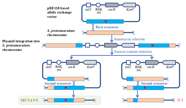 Editing the <i>Serratia proteamaculans</i> Genome Using the Allelic Exchange Method.