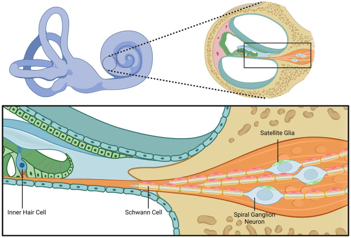 Schwann cells in the inner ear: development, disease, and regeneration.