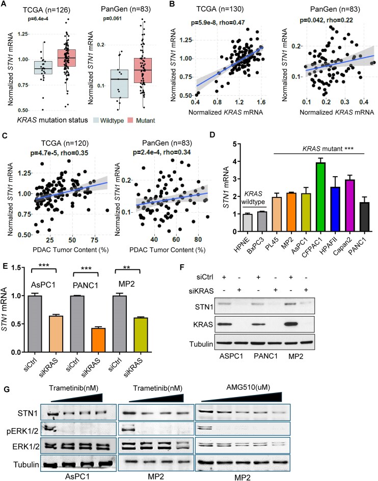 KRAS-induced STN1 (OBFC1) promotes proper CTC1-STN1-TEN1 complex-independent DNA double-strand break repair and cell cycle checkpoint maintenance in pancreatic cancer.