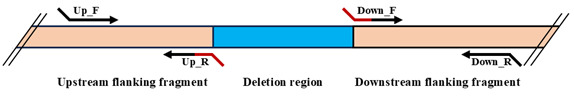 Editing the <i>Serratia proteamaculans</i> Genome Using the Allelic Exchange Method.