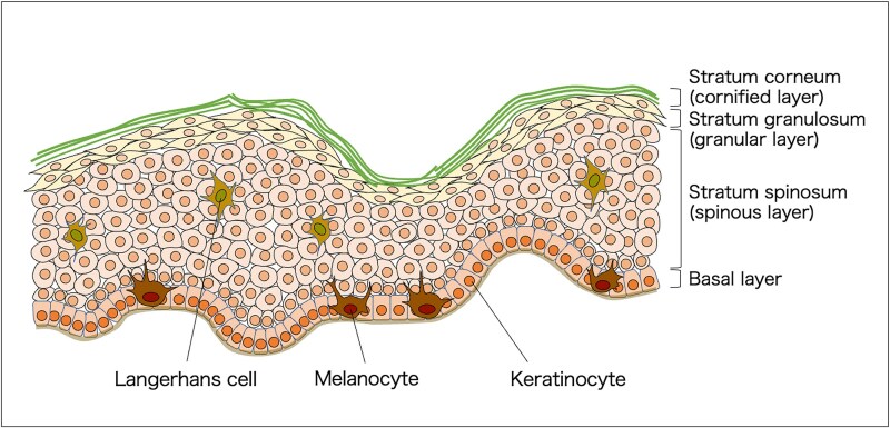 Recent advances in understanding of radiation-induced skin tissue reactions with respect to acute tissue injury and late adverse effect.