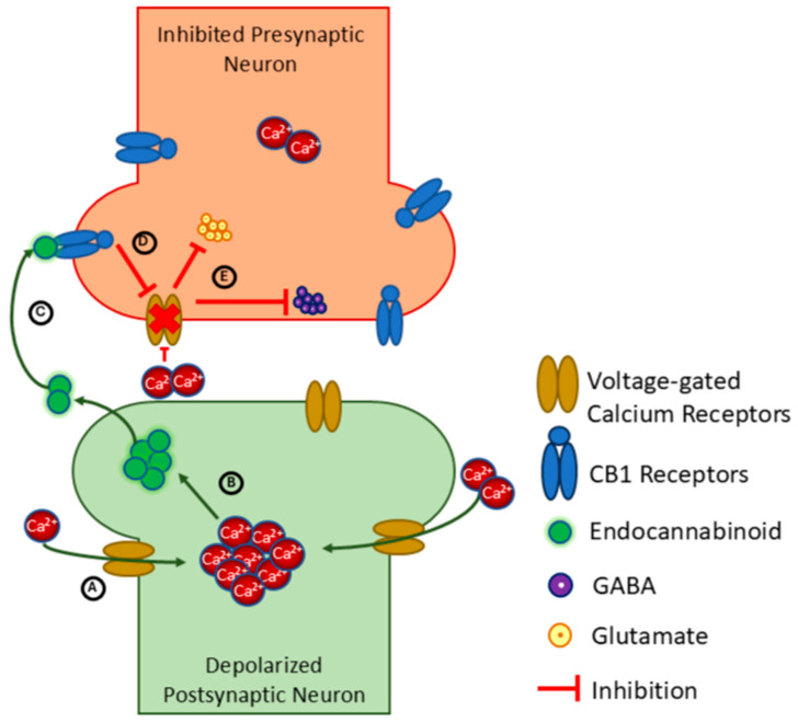 Considering the Effects of Cannabinoids and Exercise on the Brain: A Narrative Review.