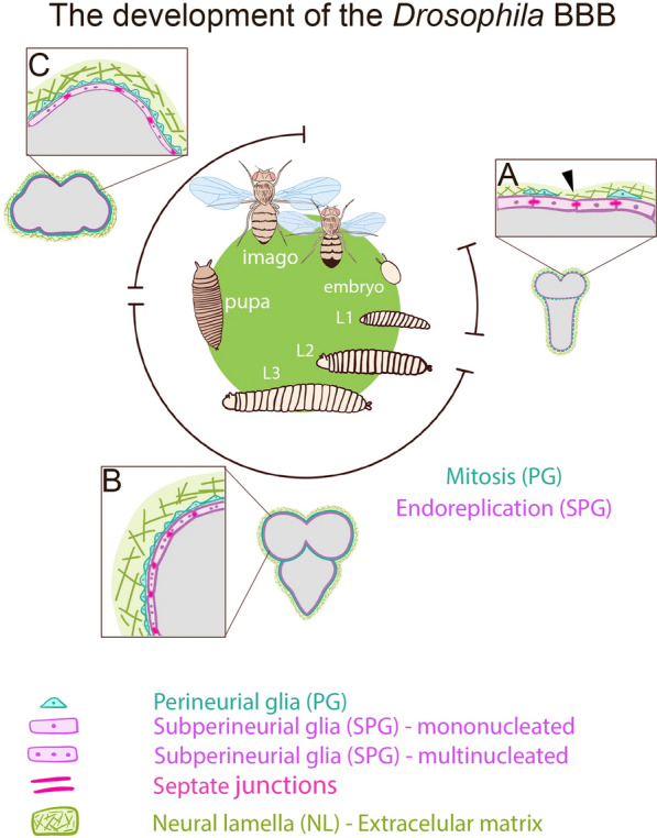 Invertebrate glial barriers as a model for understanding blood-brain barrier evolution.