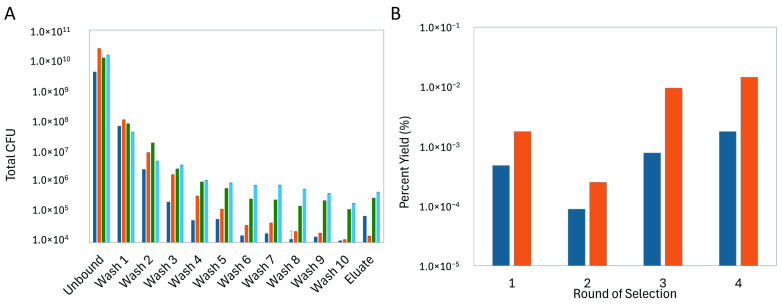 Discovery of Landscape Phage Probes Against Cellular Communication Network Factor 1 (CCN1/Cyr61).