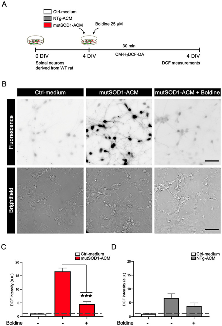 Boldine as a neuroprotective agent against motor neuron degeneration in models of amyotrophic lateral sclerosis.