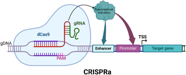CRISPR activation: identifying and using novel genes for plant disease resistance breeding.