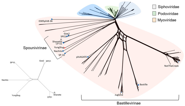 Probing Viral Dark Matter: Comparative Genomics of Atypical Bacillus Phage YungSlug.