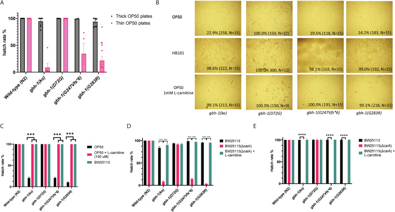 Biallelic variants in BBOX1 cause L-Carnitine deficiency and elevated γ-butyrobetaine.