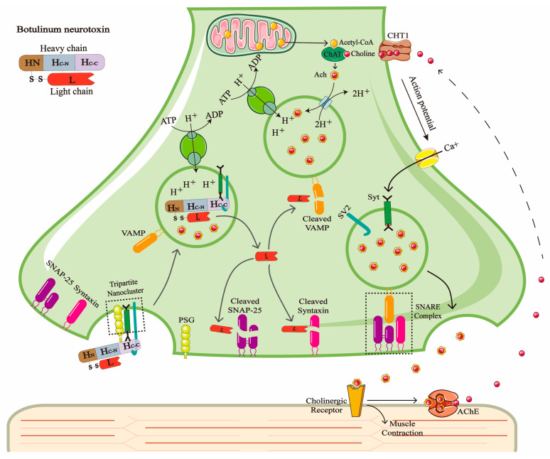 Research Progress on the Detection Methods of Botulinum Neurotoxin.