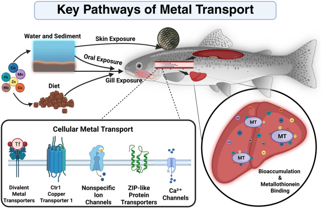 The biological relevance of potentially toxic metals in freshwater fish.