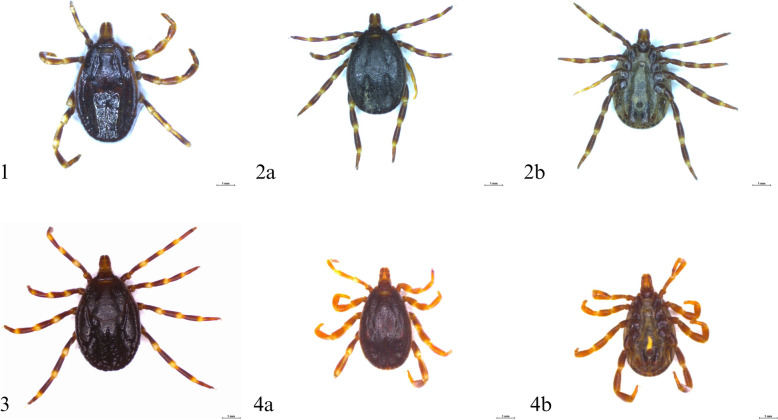 The first finding of Hyalomma rufipes in Poland in 2024: the promising start of a citizen science project.