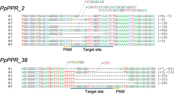 CRISPR/Cas9-Induced Targeted Mutagenesis of the Moss <i>Physcomitrium patens</i> by Particle Bombardment-Mediated Transformation.