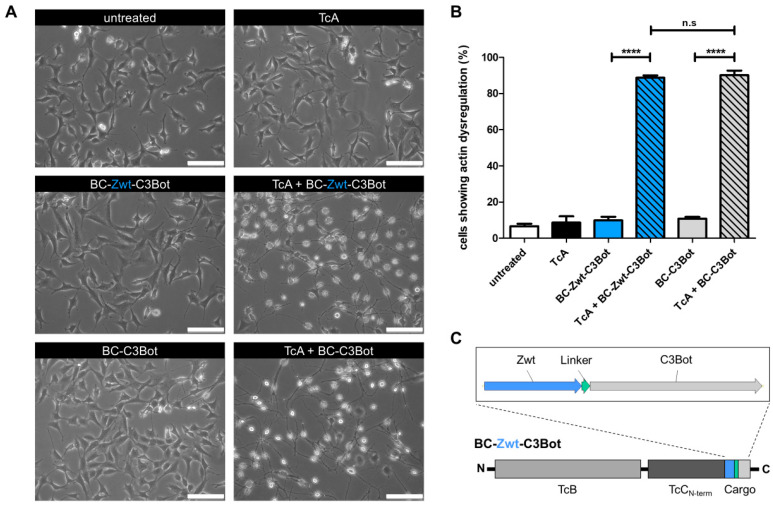 Injection of Affibodies by a Self-Organizing Bacterial Syringe to Interfere with Intracellular Signaling.