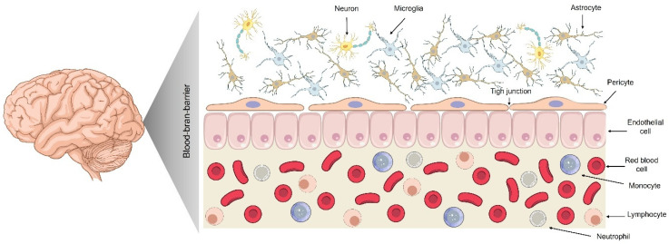 Cracking the Blood-Brain Barrier Code: Rational Nanomaterial Design for Next-Generation Neurological Therapies.