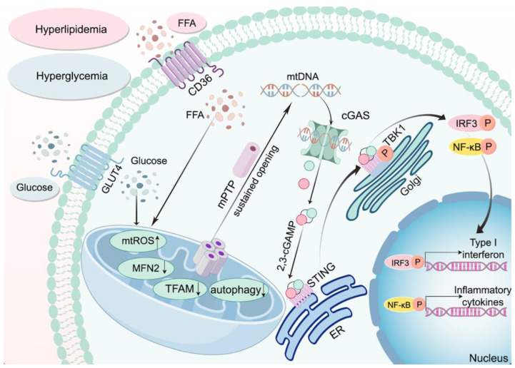 Targeting the cGAS-STING Pathway to Modulate Immune Inflammation in Diabetes and Cardiovascular Complications: Mechanisms and Therapeutic Insights.