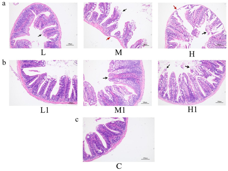 Influence of Untreated and Microbially Degraded Mangrove Sediment Microplastics on <i>Zebrafish</i> (<i>Danio rerio</i>) Intestinal Histology and Immune and Antioxidant Biomarkers.