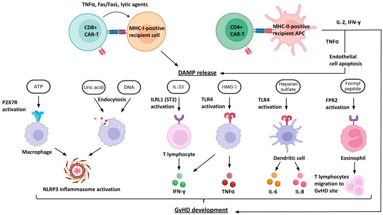 Allogeneic NKG2D CAR-T Cell Therapy: A Promising Approach for Treating Solid Tumors.