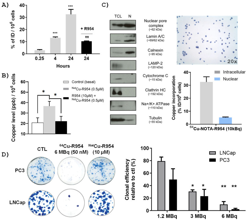 Theranostic Potential of a New <sup>64</sup>Cu-Labeled NOTA-R954 Peptide Conjugate for Kinin B1R Expressing Prostate Cancer.