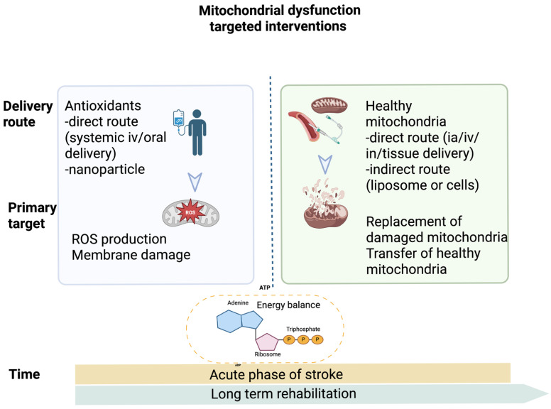 Harnessing Mitochondrial Function for Post-Stroke Rehabilitation: Unlocking Antioxidant Power.