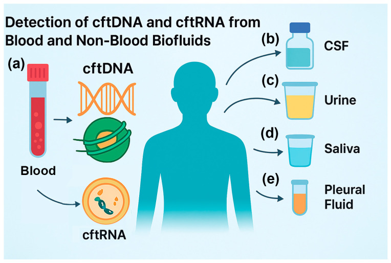 Multi-Biofluid Approaches for cftDNA and cftRNA Biomarker Detection: Advances in Early Cancer Detection and Monitoring.