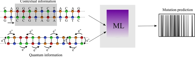 Beyond sequence: A physics-informed machine learning framework for predicting DNA mutations.