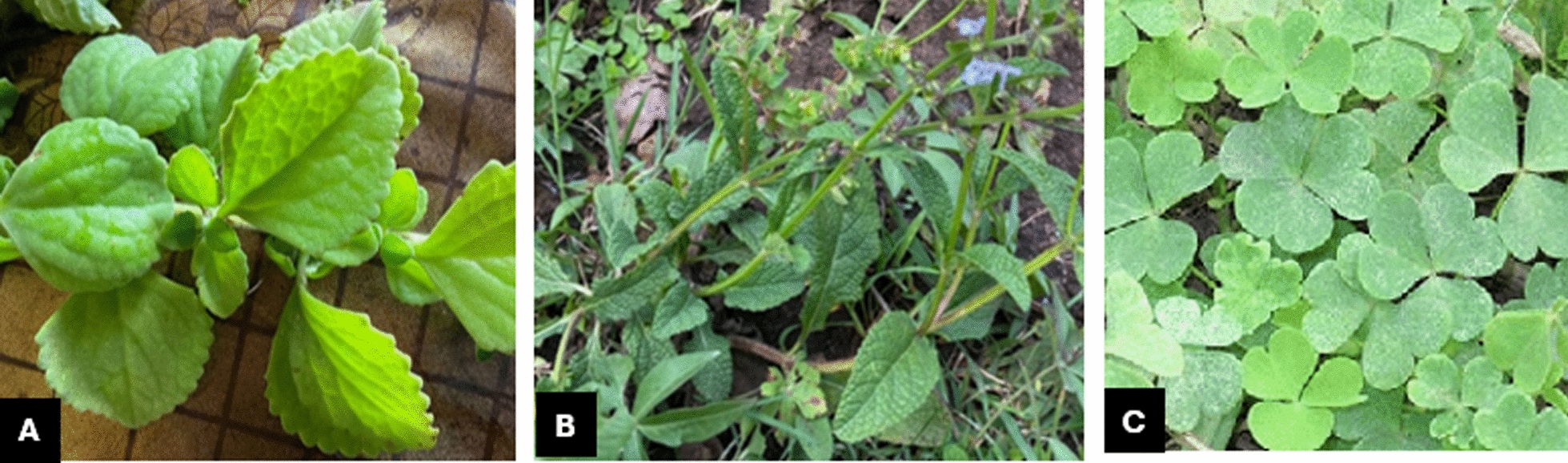 Traditional medicine practices for Cutaneous Leishmaniasis in Kalu District, South Wollo, Ethiopia.