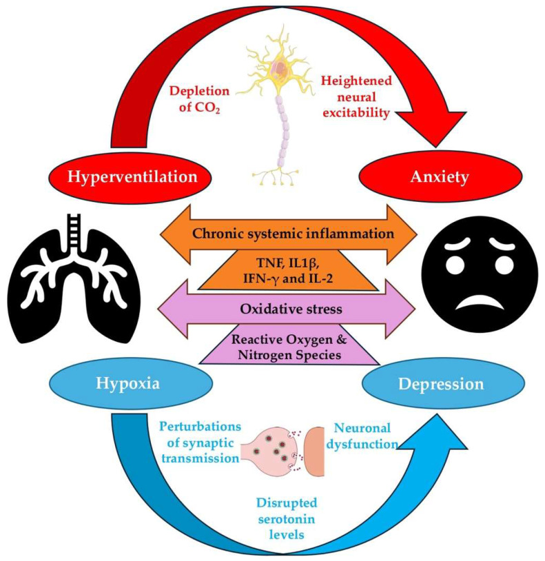 Depression and Anxiety as Comorbidities in Chronic Obstructive Pulmonary Disease: A Comprehensive Narrative Review.