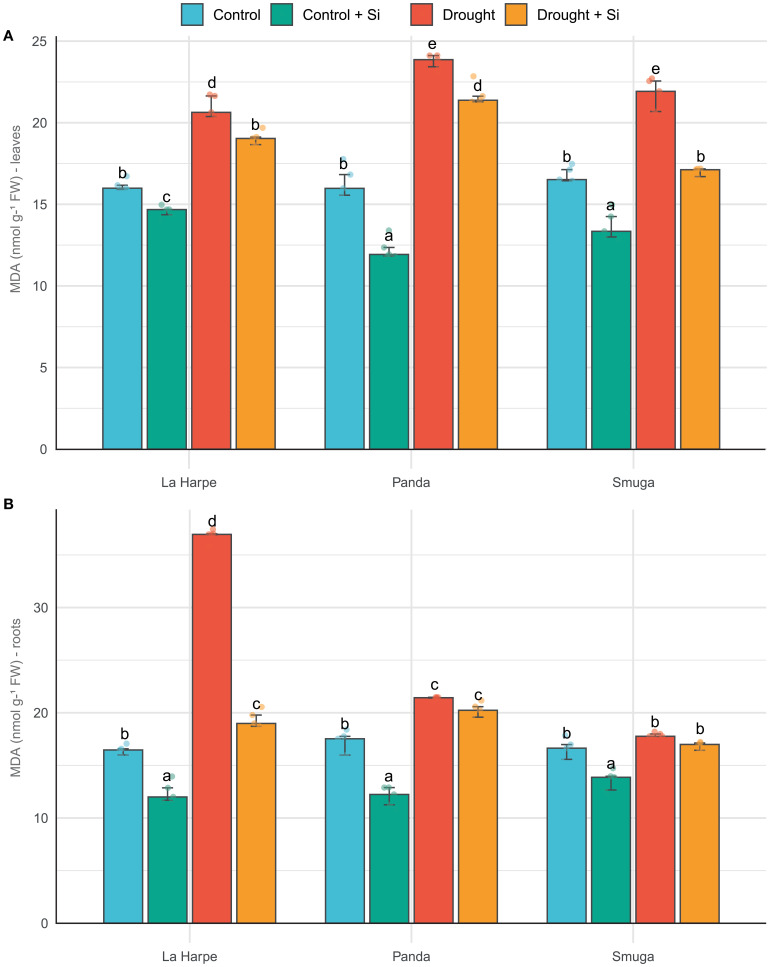 Silicon application enhances drought resilience in buckwheat: a comparative study of three varieties.