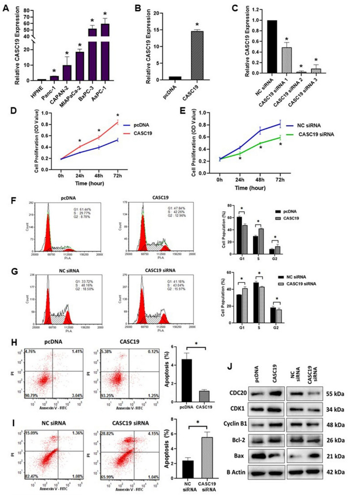 LncRNA CASC19 promotes pancreatic cancer progression by increasing PSPC1 protein stability and facilitating the oncogenic PSPC1/ β-Catenin pathway.