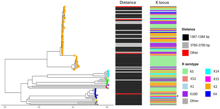 <i>Escherichia coli</i> Group 2 capsules and their interplay with bacteriophages.