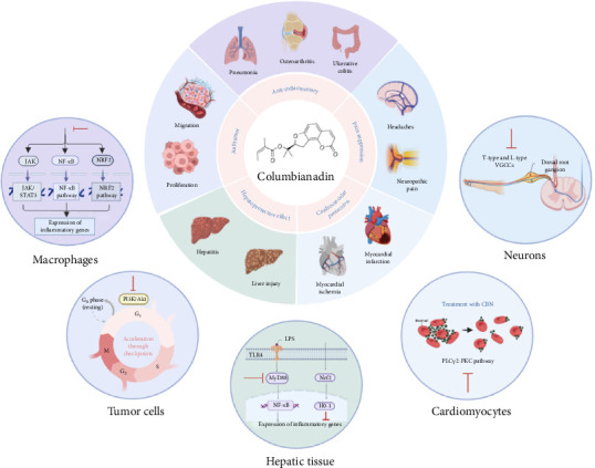 Pharmacological and Pharmacokinetic Insights Into Columbianadin: A Promising Natural Anti-Inflammatory Compound.